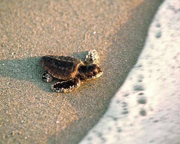 Tortue marine avec un coucher de soleil orangé en toile de fond.